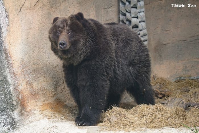 永遠的小喬：臺北市立動物園棕熊以溫暖身影留在人們心中